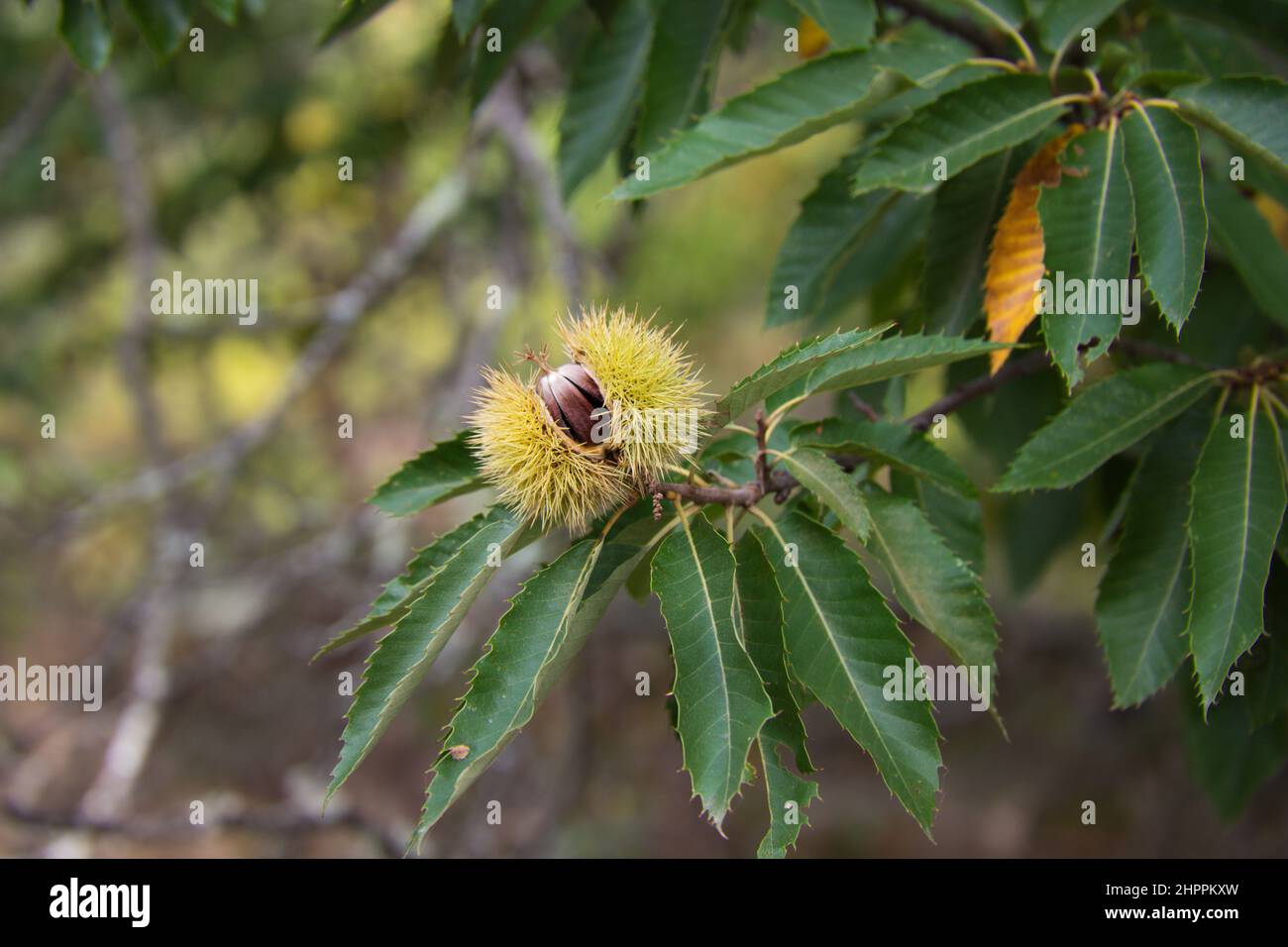 Chestnut Rind On Tree Chestnut on the tree before the fruit ripens in October Stock Photo - Alamy