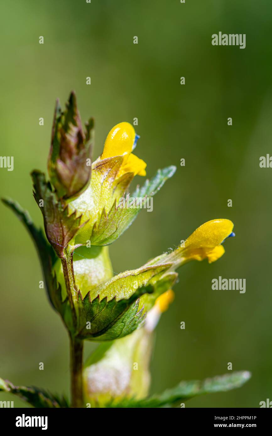 Rhinanthus glacialis flower in meadow, macro Stock Photo