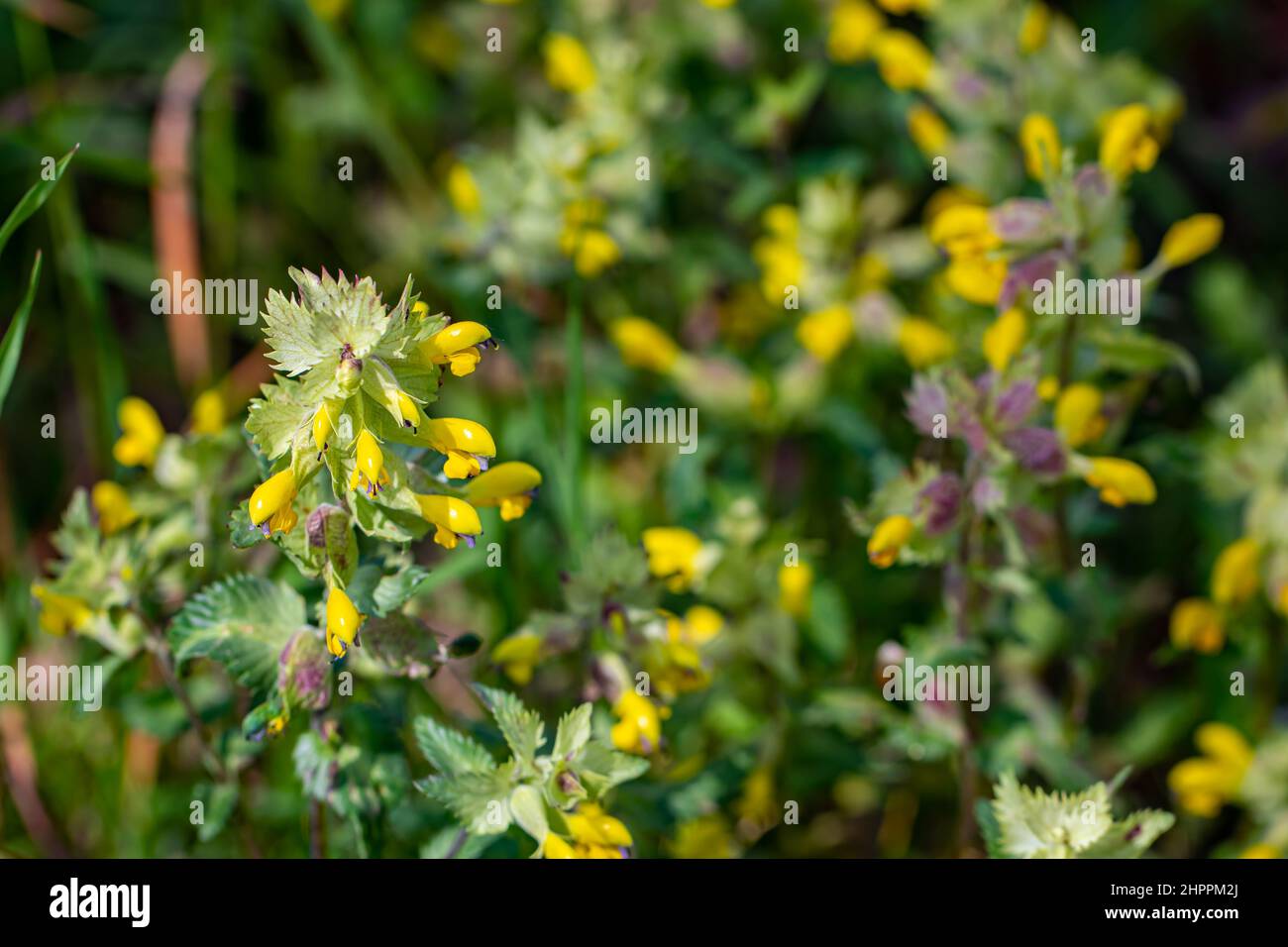 Rhinanthus glacialis flower growing in meadow Stock Photo