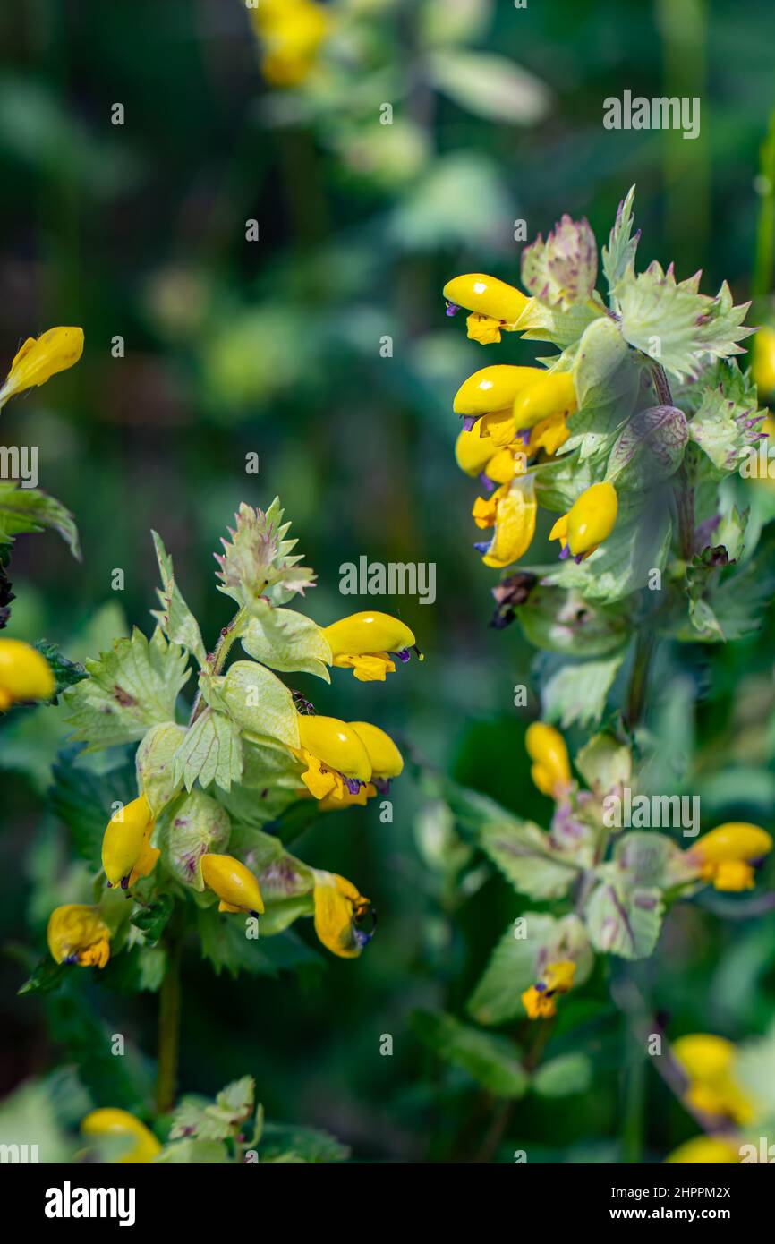 Rhinanthus glacialis flower growing in meadow, close up Stock Photo