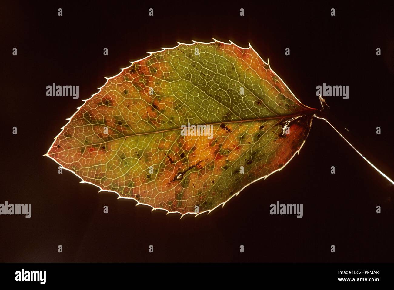 Oregon grape (Mahonia repens) leaf in autumn Stock Photo