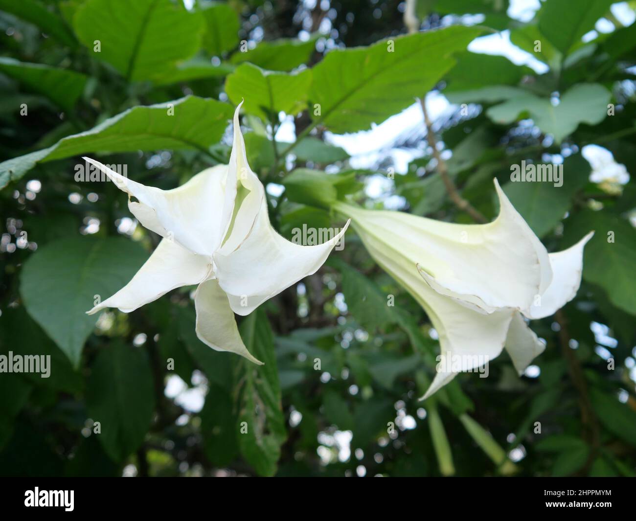 Close up of blooming angel trumpet on green leaves background. Also known as Brugmansia. Stock Photo