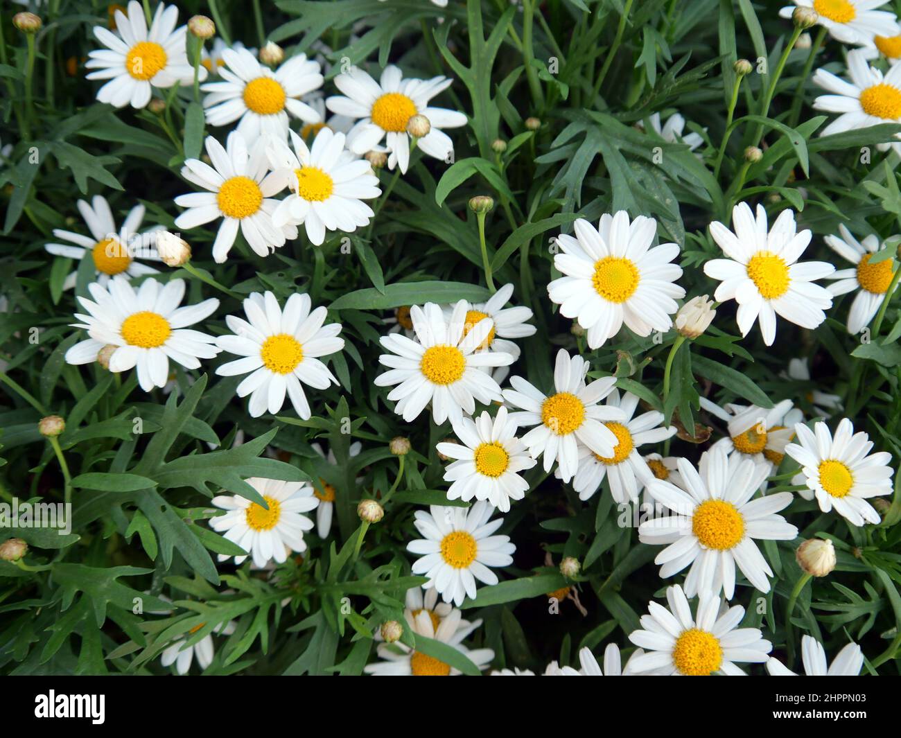 Close-up of beautiful blooming daisies marguerite on a green leaves background in the park Stock Photo