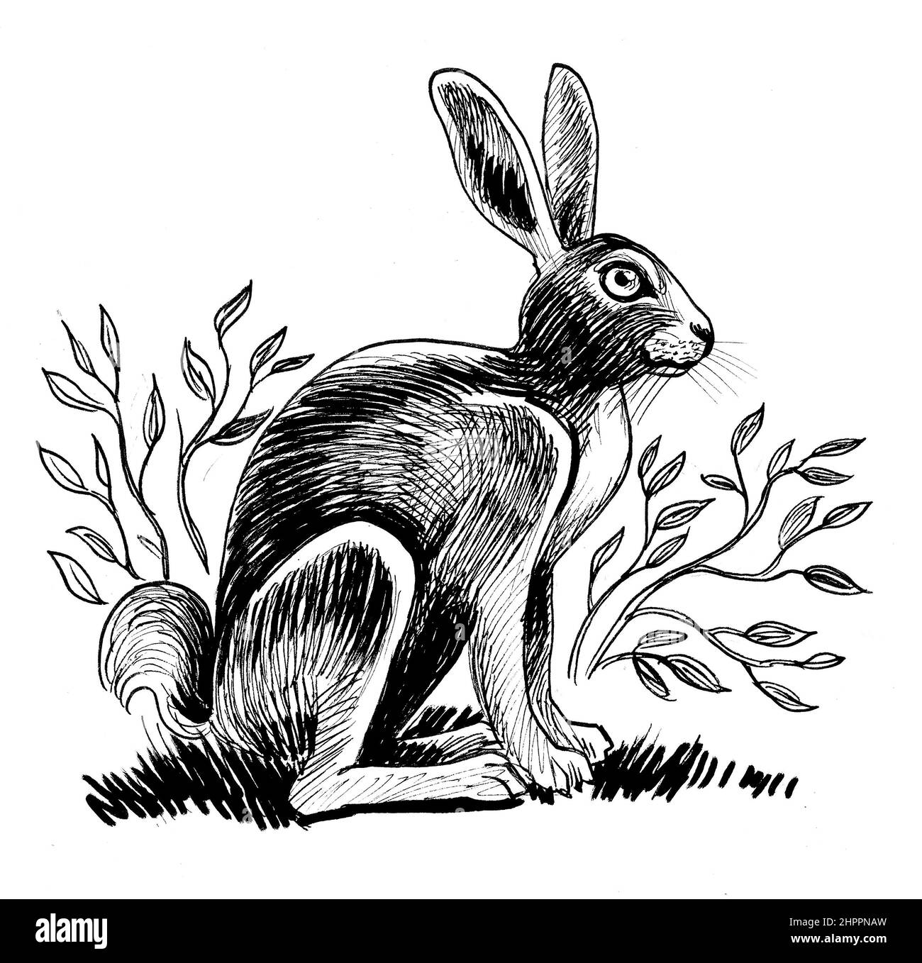 Hare sitting in bushes. Ink black and white drawing Stock Photo Alamy
