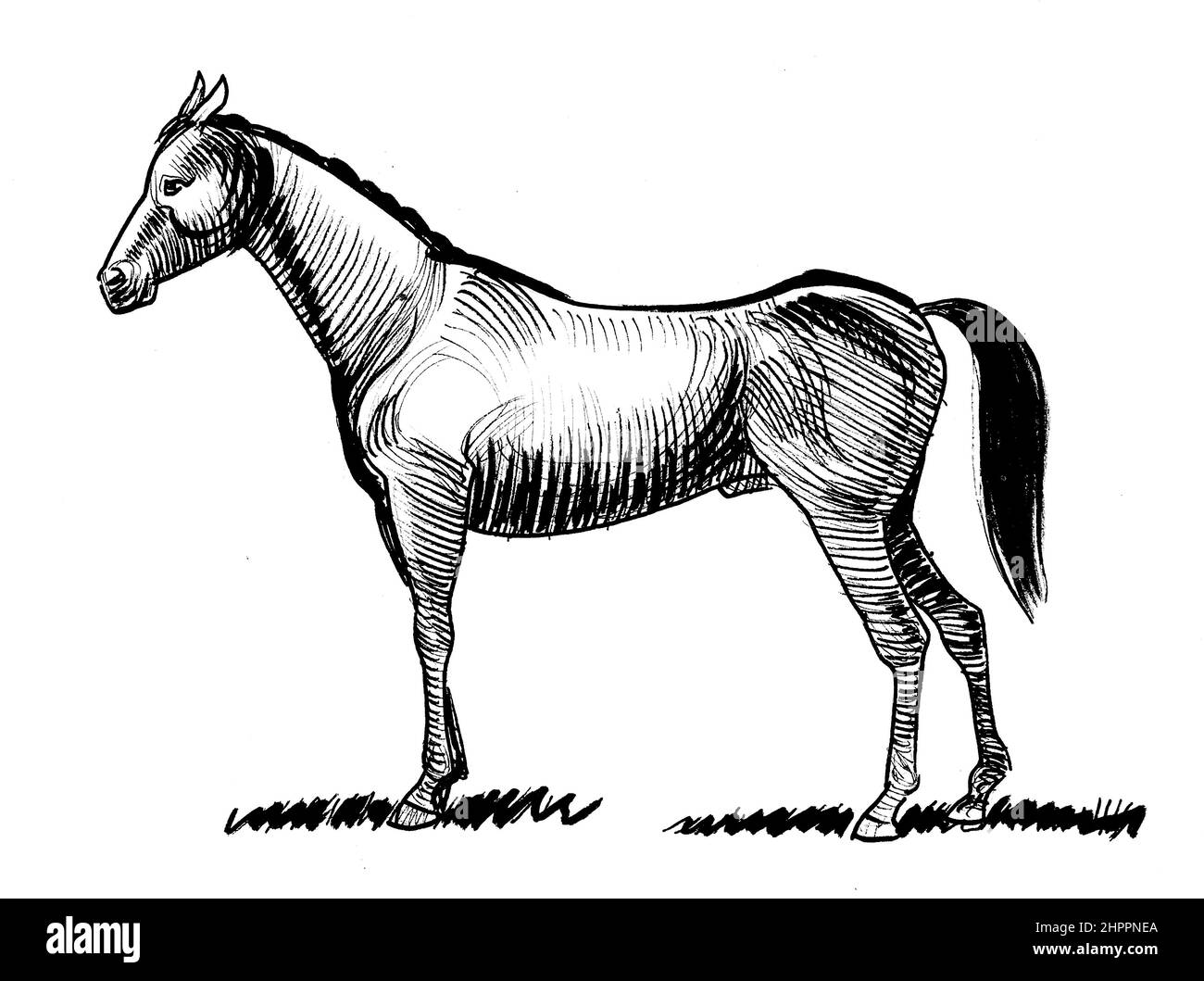 Standing horse. Ink black and white drawing Stock Photo - Alamy