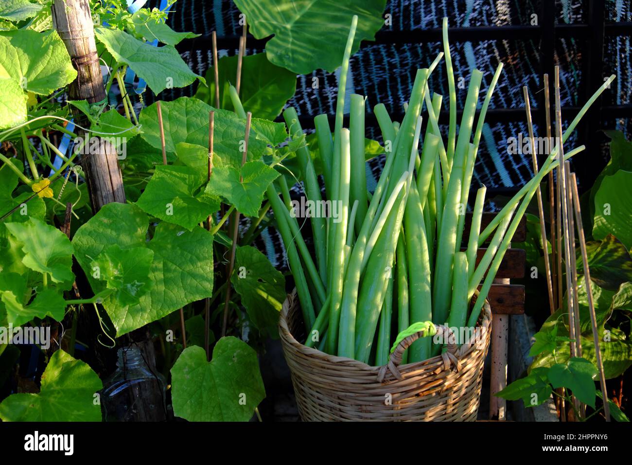 Basket of Colocasia gigantea just harvest from city rooftop garden at Ho Chi Minh city, Vietnam, is food ingredient for many dish Stock Photo