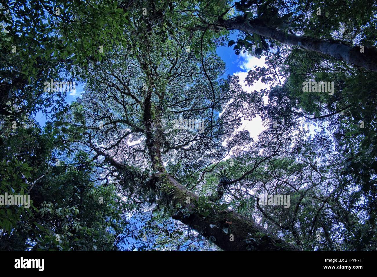 Rainforest tall tree hires stock photography and images Alamy