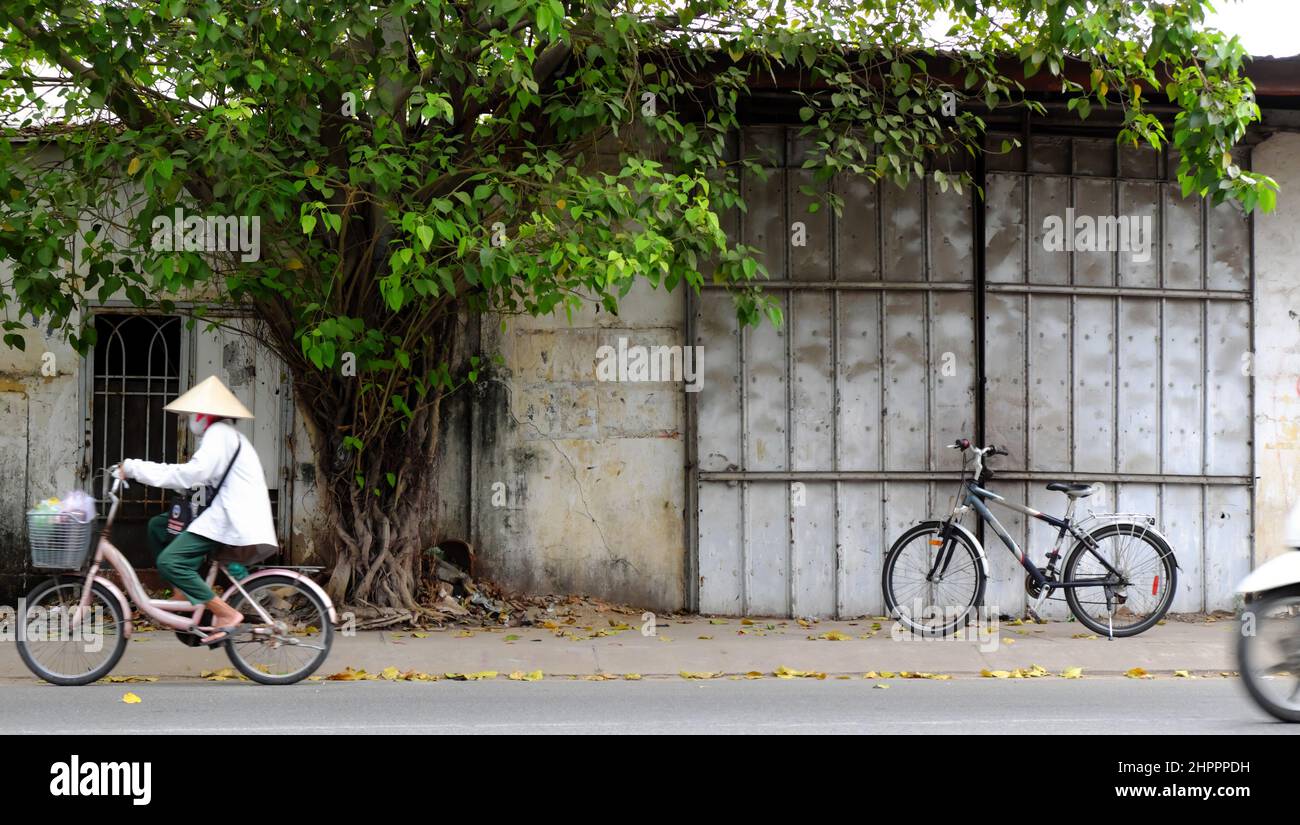 Landscape street life at Ho Chi Minh city, bike at wall under large tree trunk with green leaf, bicycle is transport that environmentally friendly Stock Photo