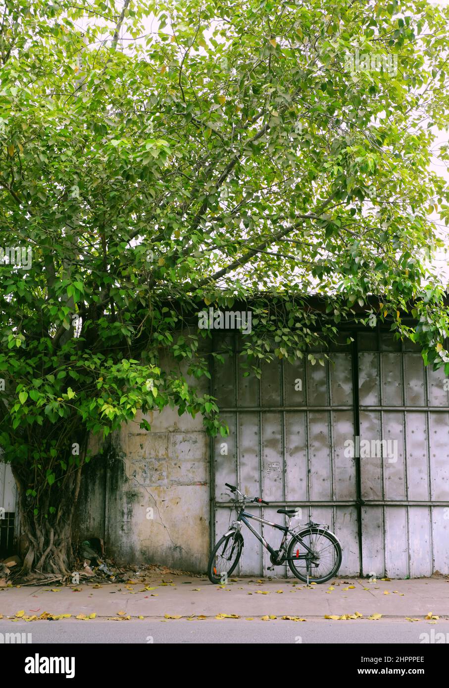 Landscape street life at Ho Chi Minh city, bike at wall under large tree trunk with green leaf, bicycle is transport that environmentally friendly Stock Photo