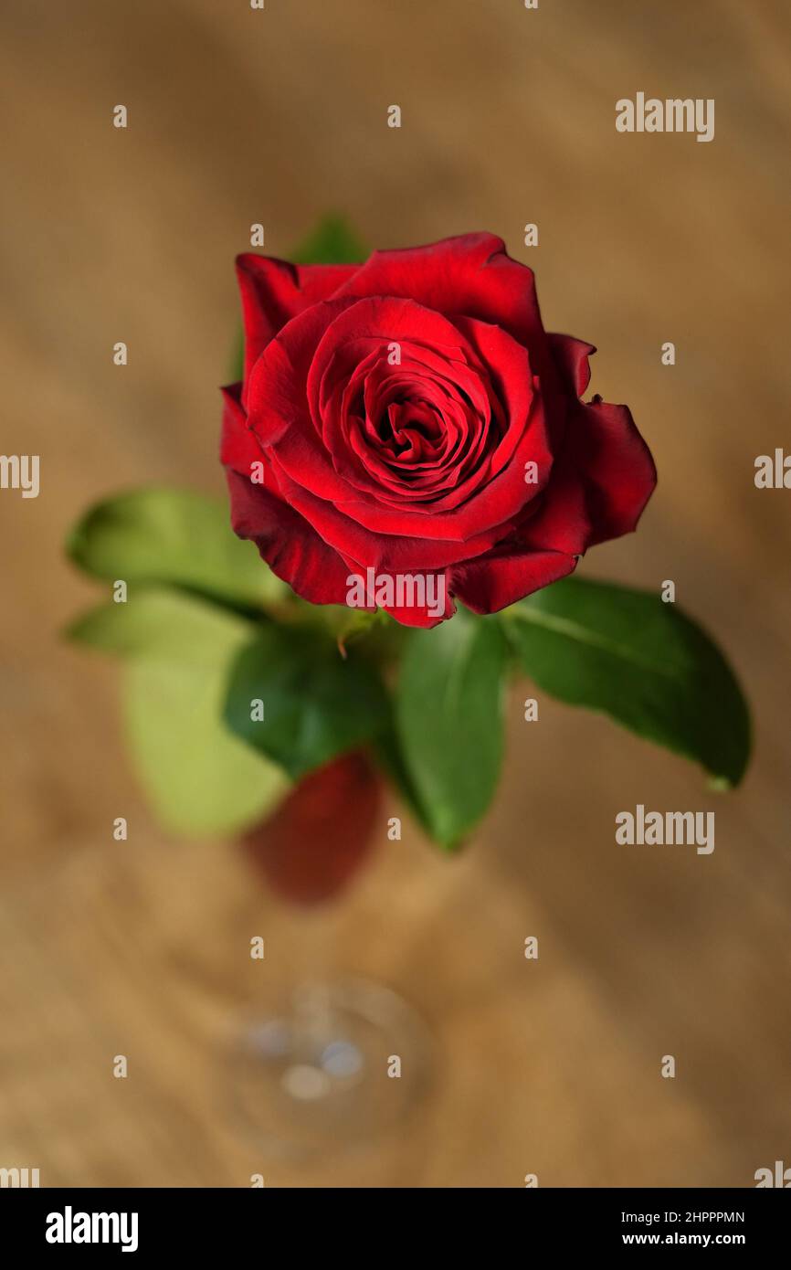 Close up view one red hi-res stock photography and images - Alamy