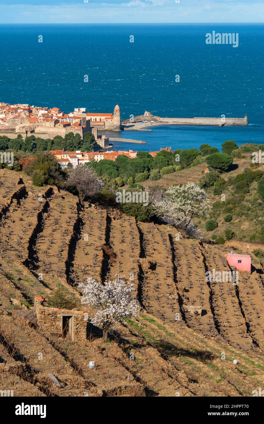 FRANCE Pyrenees Orientales Roussillon Côte vermeille collioure cru collioure banyuls Stock Photo