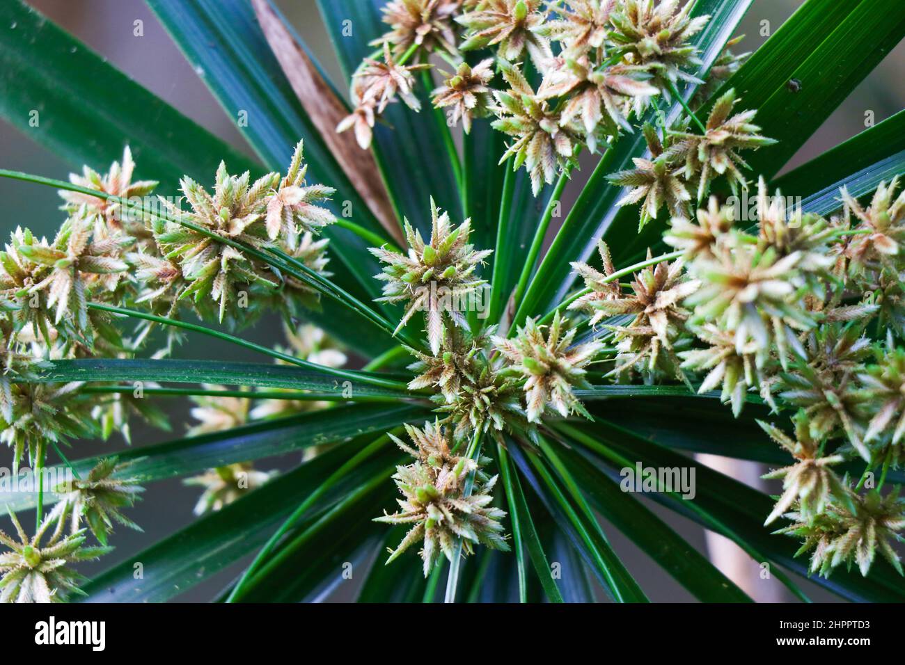 Umbrella plant with blooming flowers also called as Umbrella palm or Umbrella papyrus with scientific name Cyperus involucratus Stock Photo
