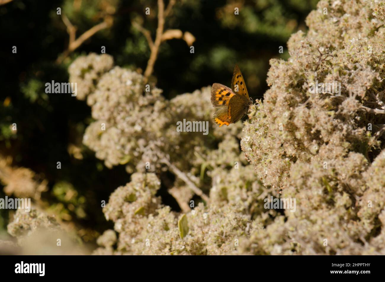 Butterfly small copper Lycaena phlaeas. Garafia. La Palma. Canary Islands. Spain. Stock Photo