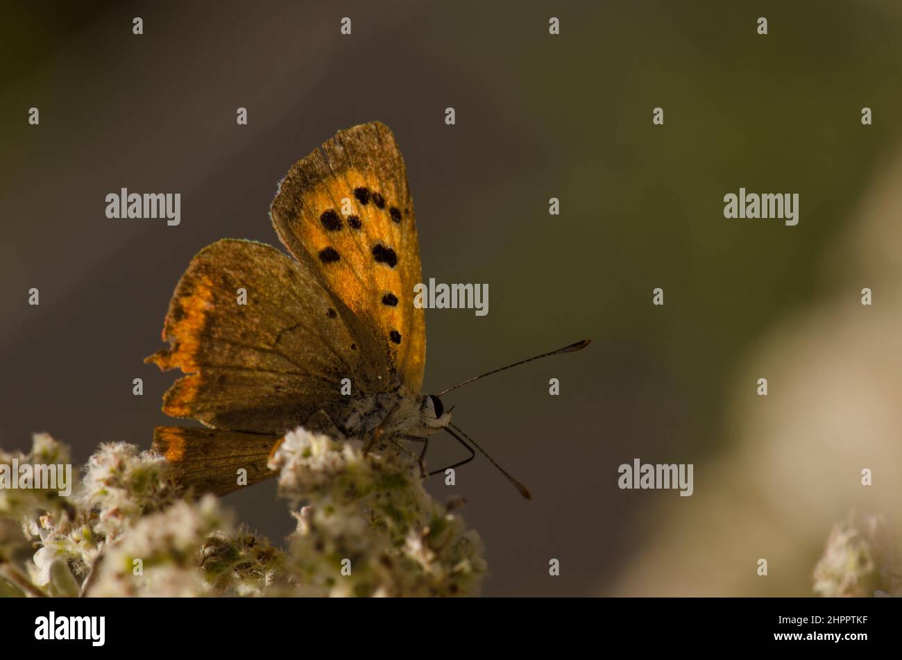 Butterfly small copper Lycaena phlaeas. Garafia. La Palma. Canary Islands. Spain. Stock Photo
