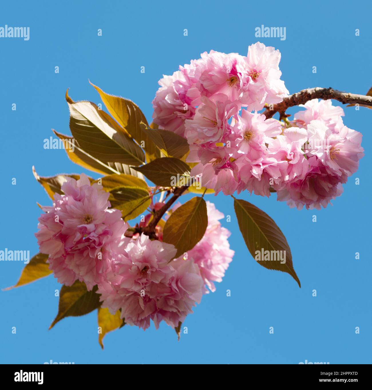 pink sakura flower on blooming spring tree. japanese cherry Stock Photo ...