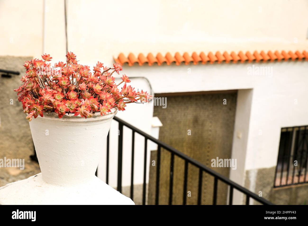 Decorative potted sedum palmeria on the street in Abdet village, Alicante, Spain Stock Photo