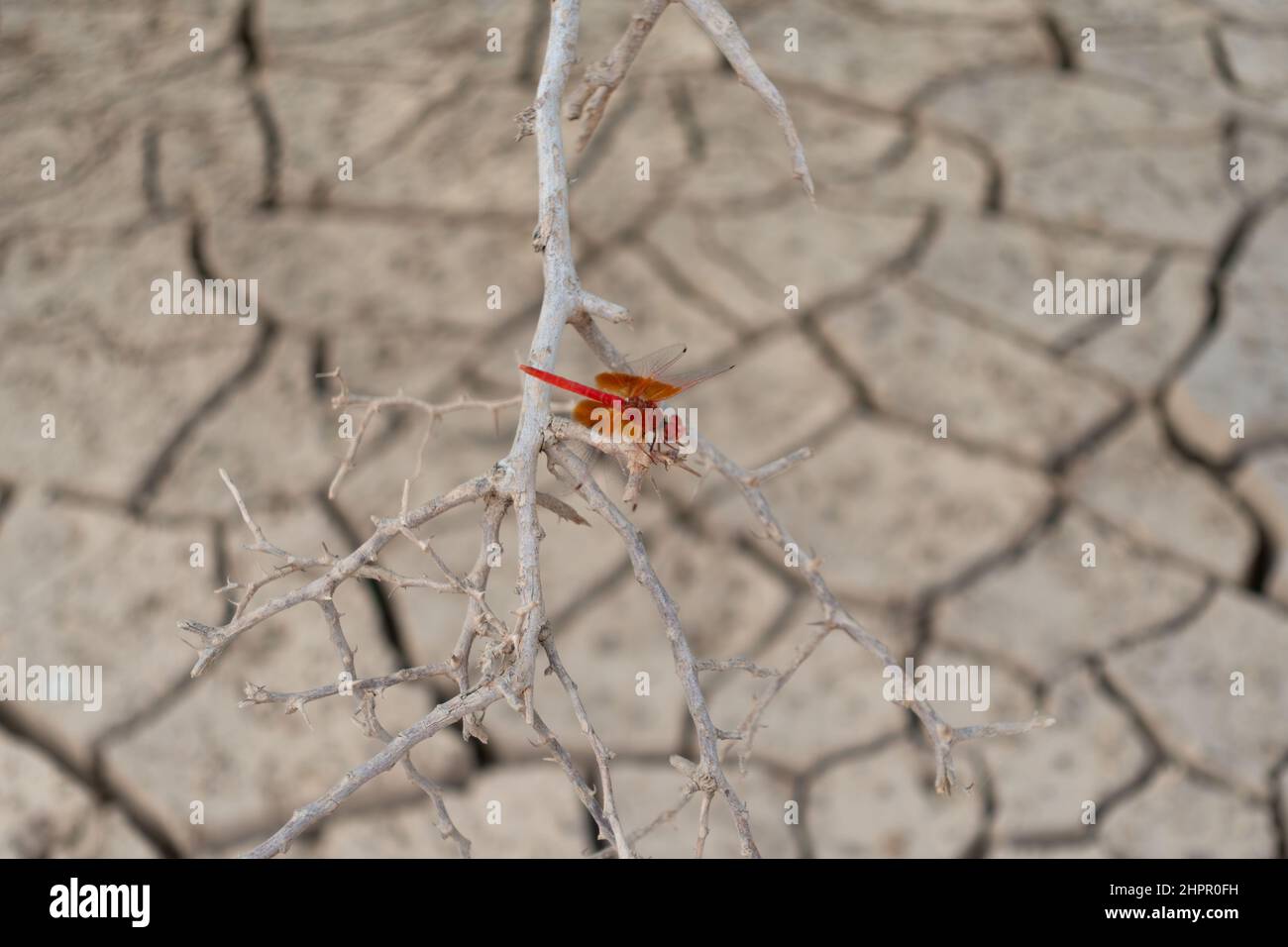 Selective focus on a rare red Omani dragonfly (Urothemis thomasi), perched on a dried up branch on a dry parched desert landscape at a wadi in Ras Al Stock Photo