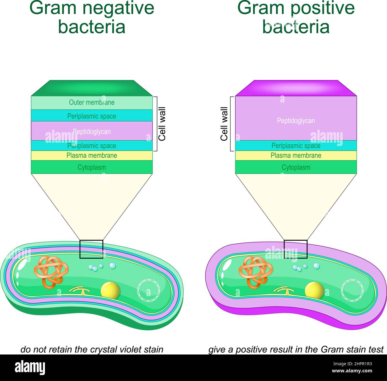 Gram negative bacteria do not retain the crystal violet stain. Gram positive bacteria give a positive result in the Gram stain test. comparison Stock Vector
