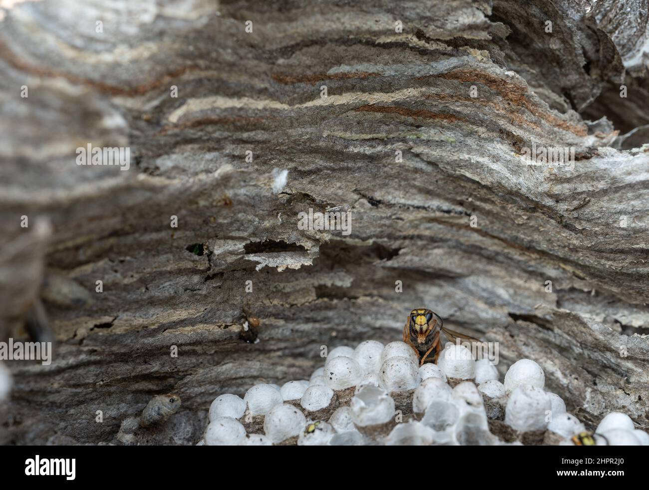 Looking inside wasp nest with wasp emerging Stock Photo Alamy