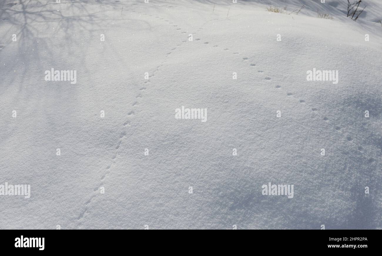 Animal footprints in the snow by the Provo river, Utah, USA. Stock Photo