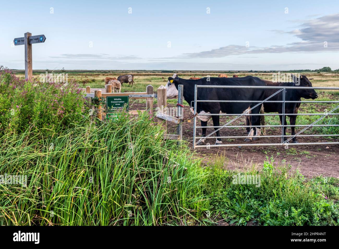 Cows looking through gate in field crossed by public footpath. Stock Photo
