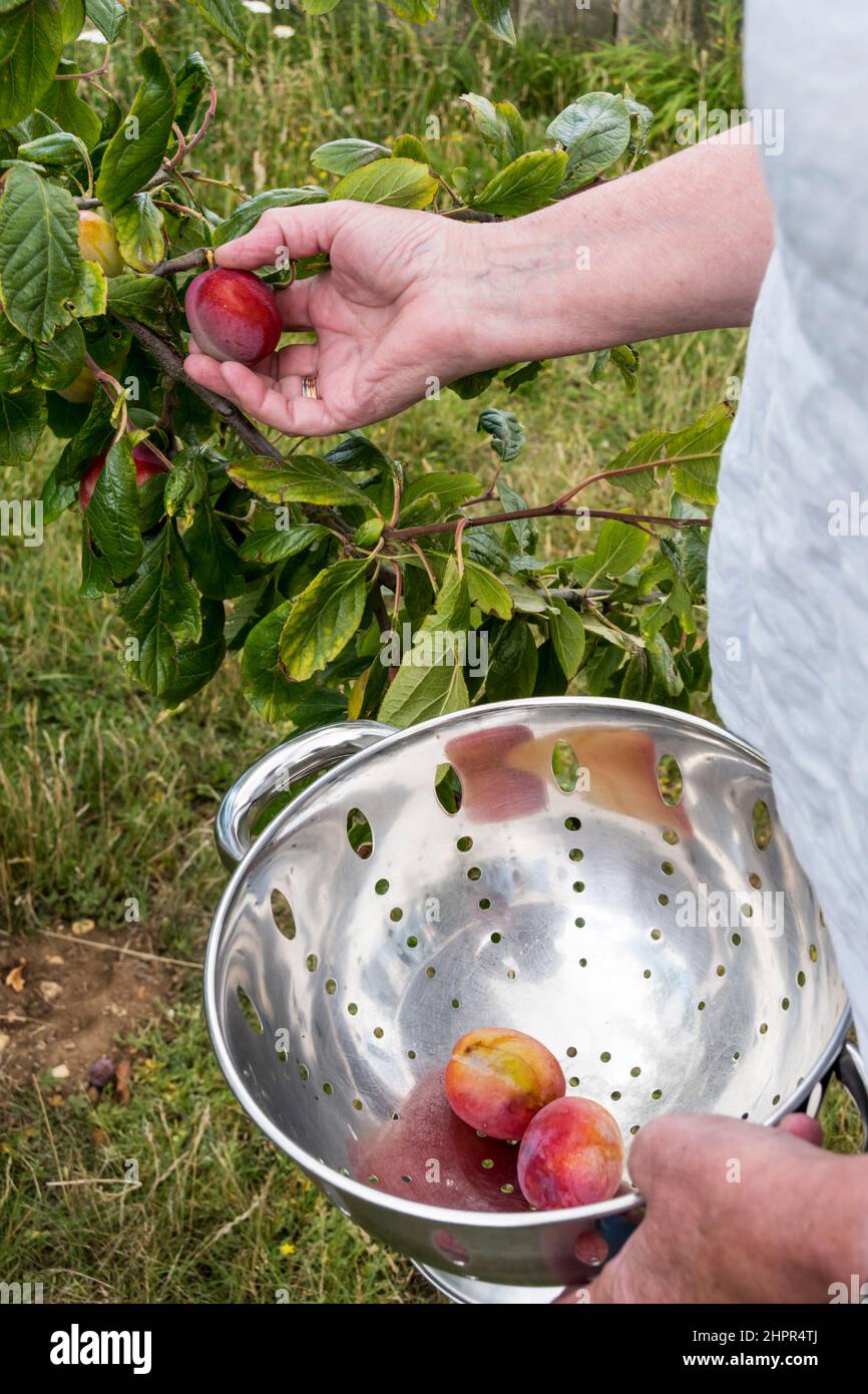 Woman picking plums from a tree in her garden. Stock Photo