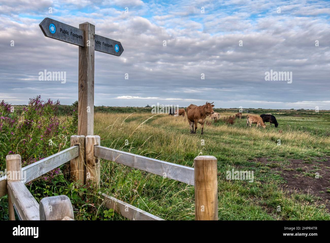 Public footpath across field with grazing cows. Stock Photo