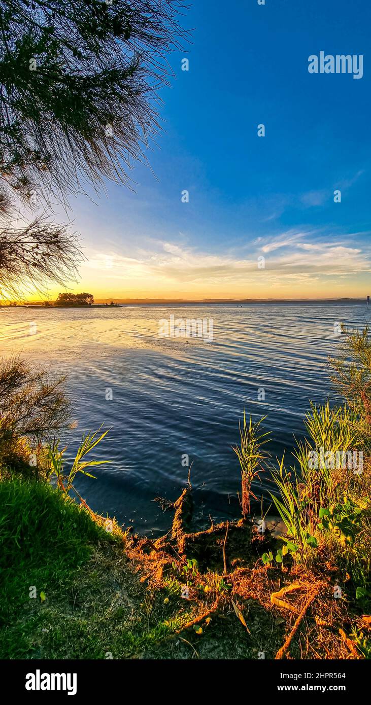 Vertical of green grass and trees on the bank of a lake in the golden ...