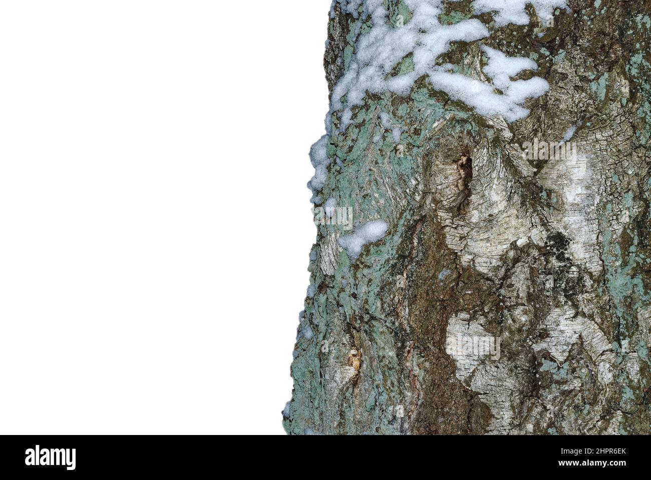 tree trunk close-up, isolated on a white background, with a bit of snow Stock Photo