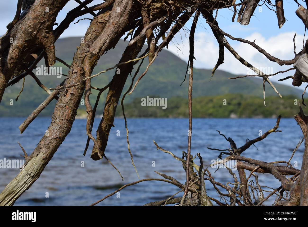 Branches close up. Lake and mountains among roots of an old tree. Cill Airne, Killarney National Park. Ireland. Stock Photo