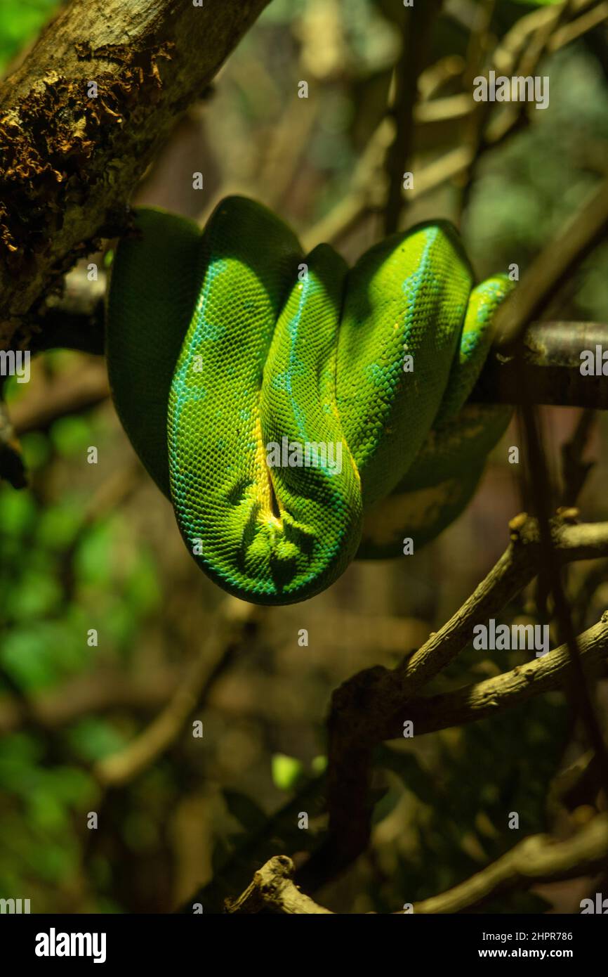 Green snake hanging from a branch and sleeping Stock Photo