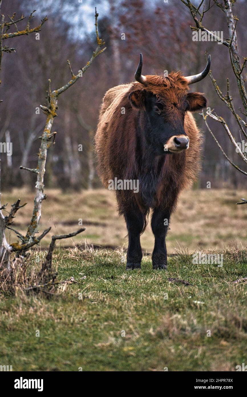 Highland cattle in a meadow. Powerful horns brown fur. Agriculture and