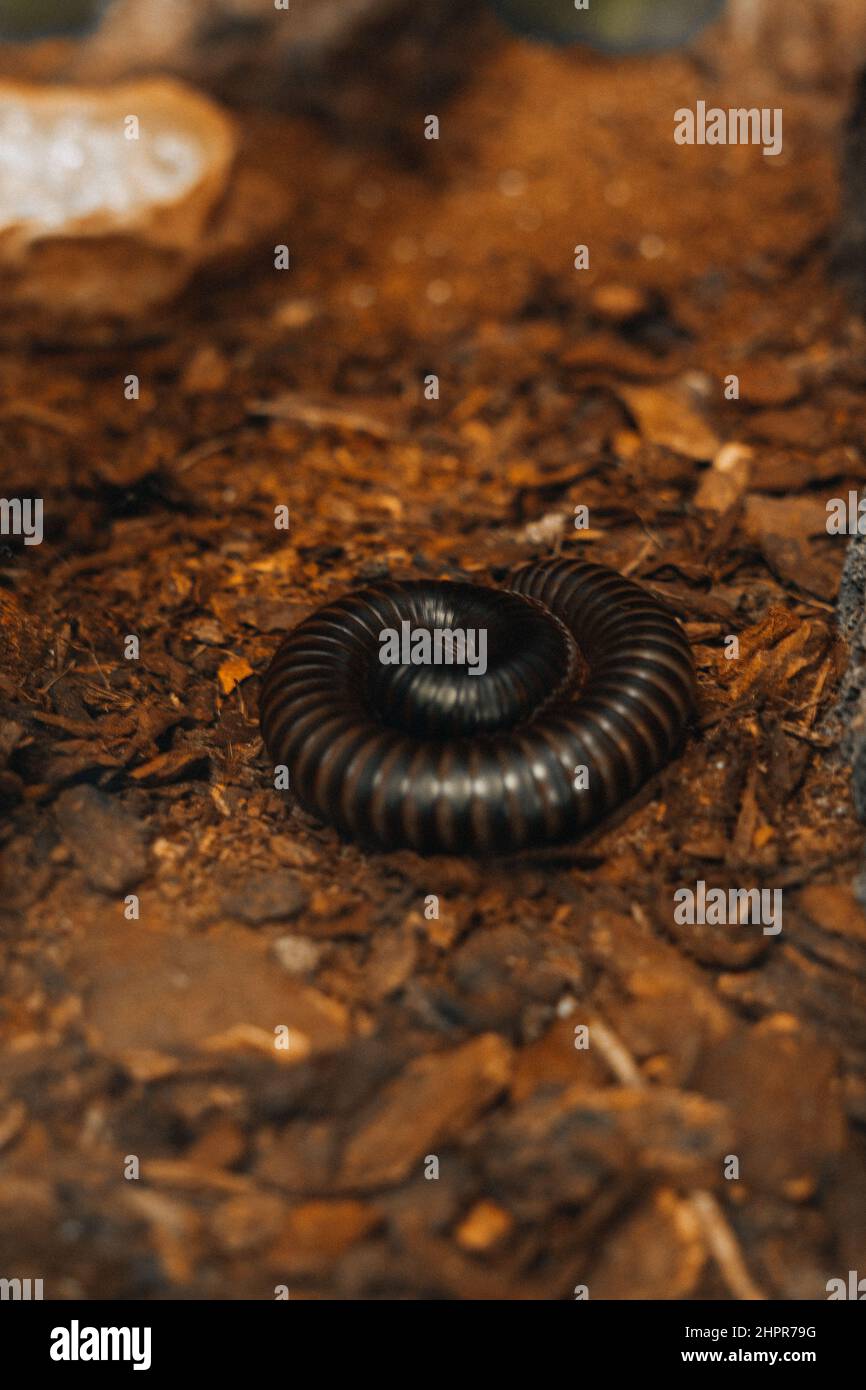 Giant millipede on a terrarium ground Stock Photo Alamy
