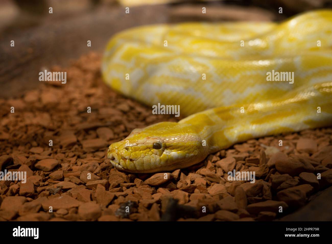 Phyton snake on an terrarium in a zoo Stock Photo - Alamy