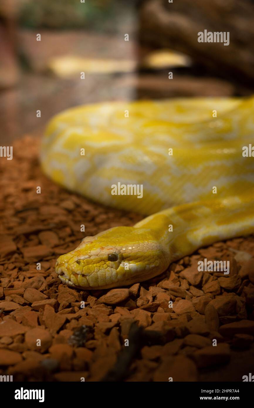 Phyton snake on an terrarium in a zoo Stock Photo - Alamy