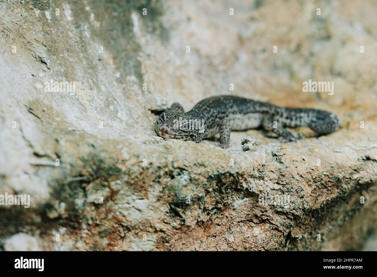 Leopard gecko on a terrarium Stock Photo Alamy