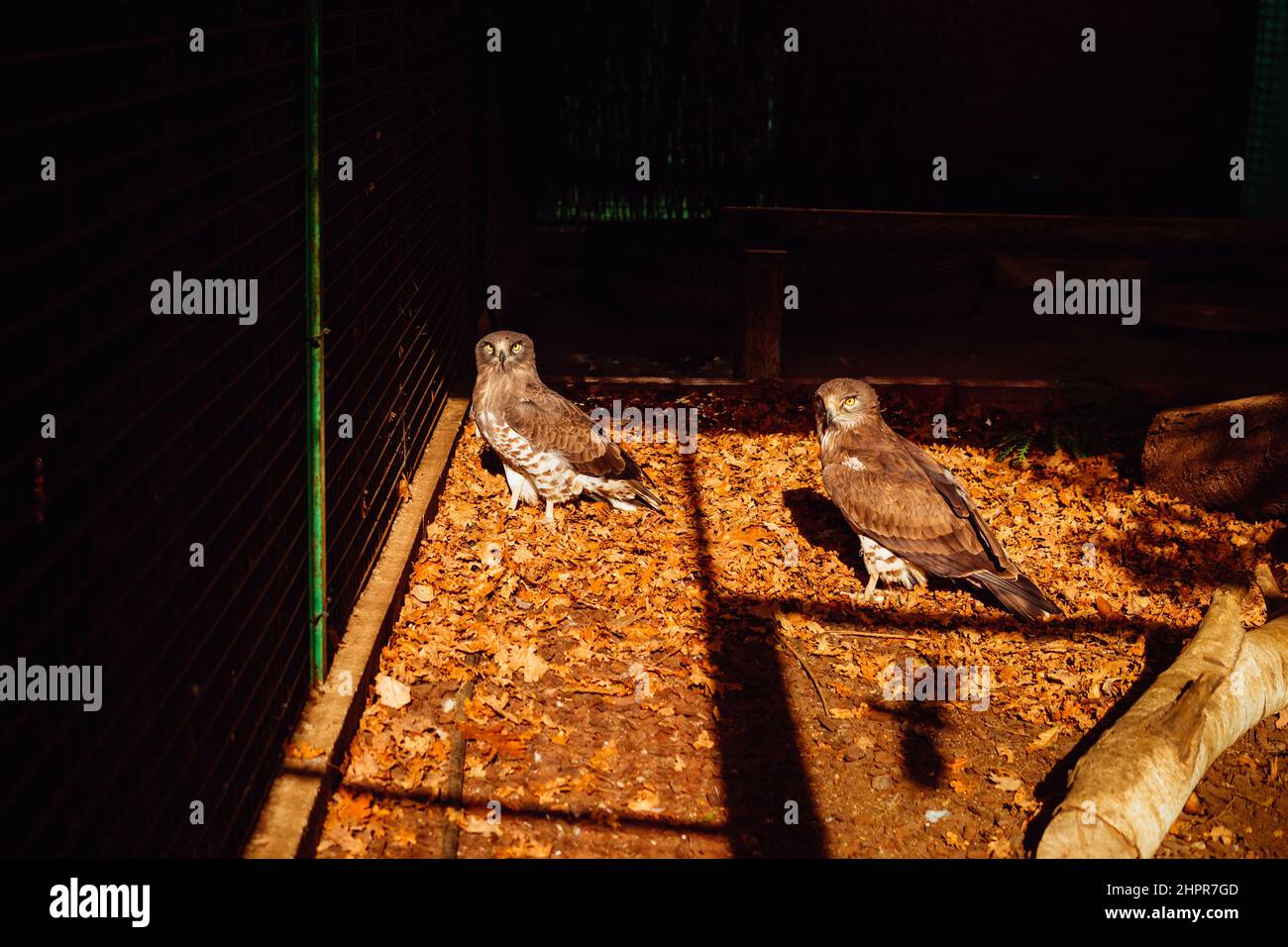 Two owls in captivity on a zoo Stock Photo Alamy
