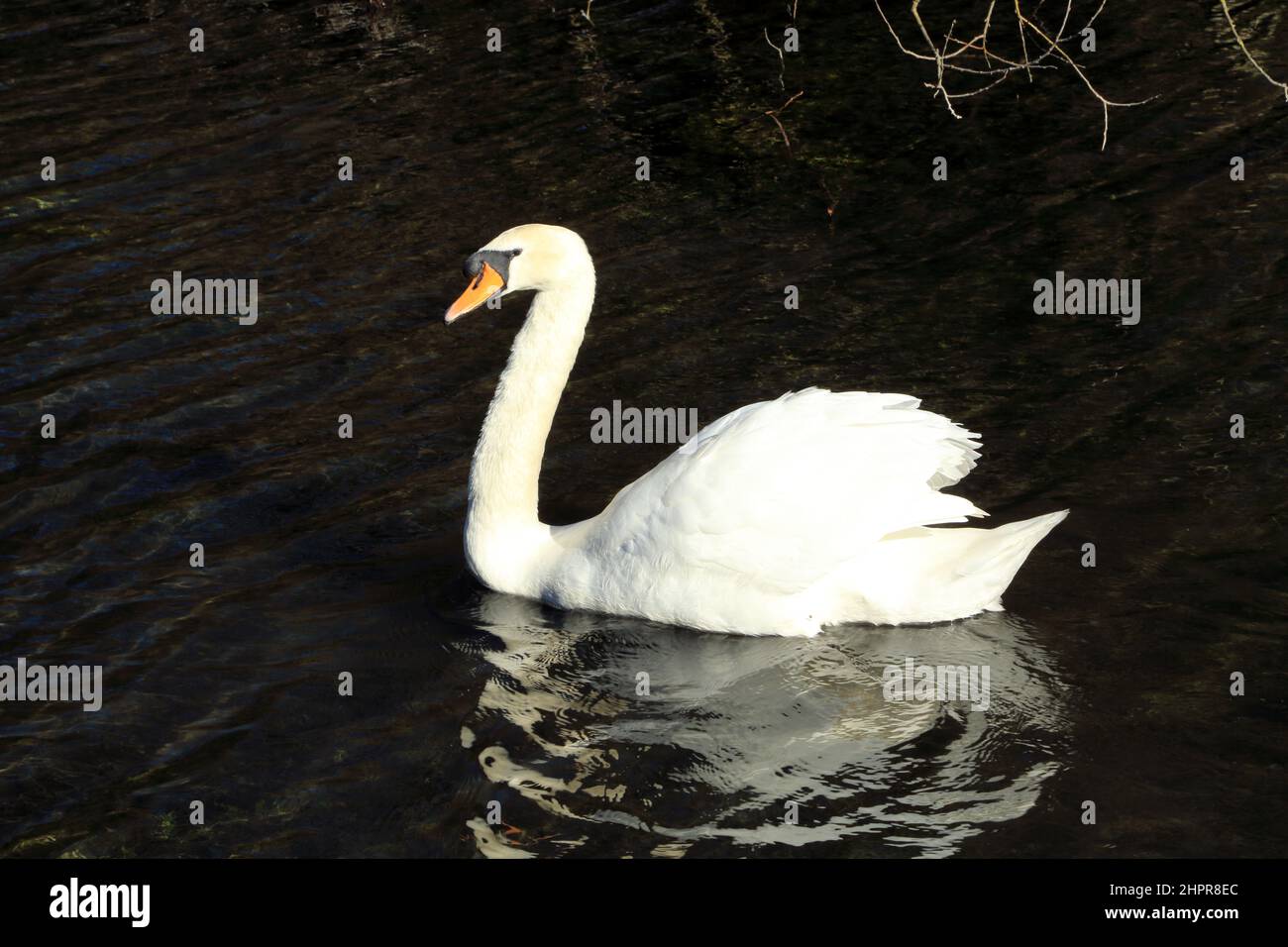 Swan on River Dour at Crabble Mill, Lower Road, River, Dover, Kent