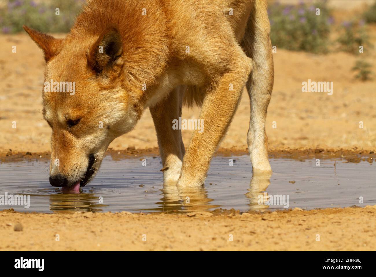 Brown dog drinks water from a puddle in the desert Stock Photo Alamy