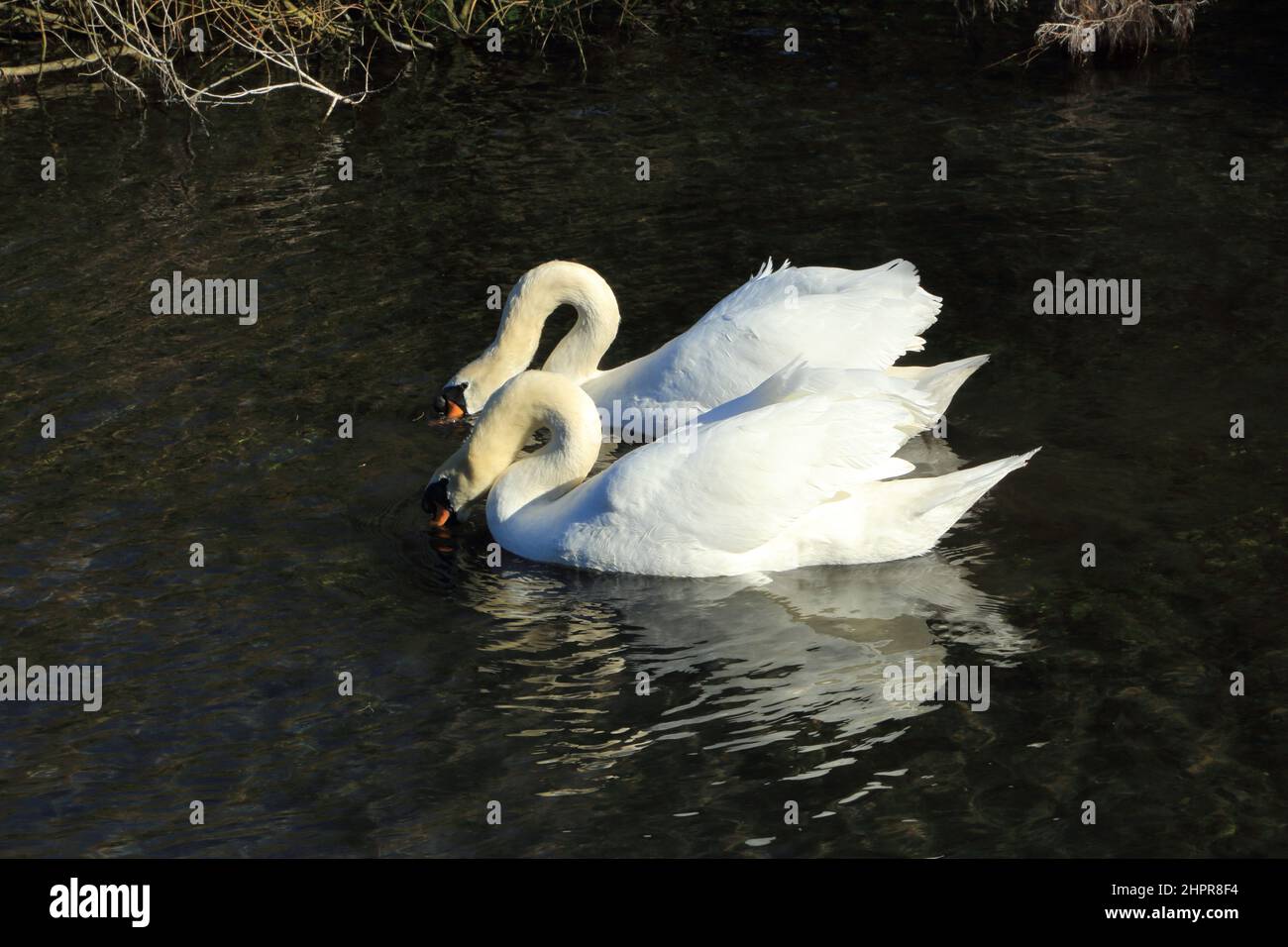 Swans on River Dour at Crabble Mill, Lower Road, River, Dover, Kent