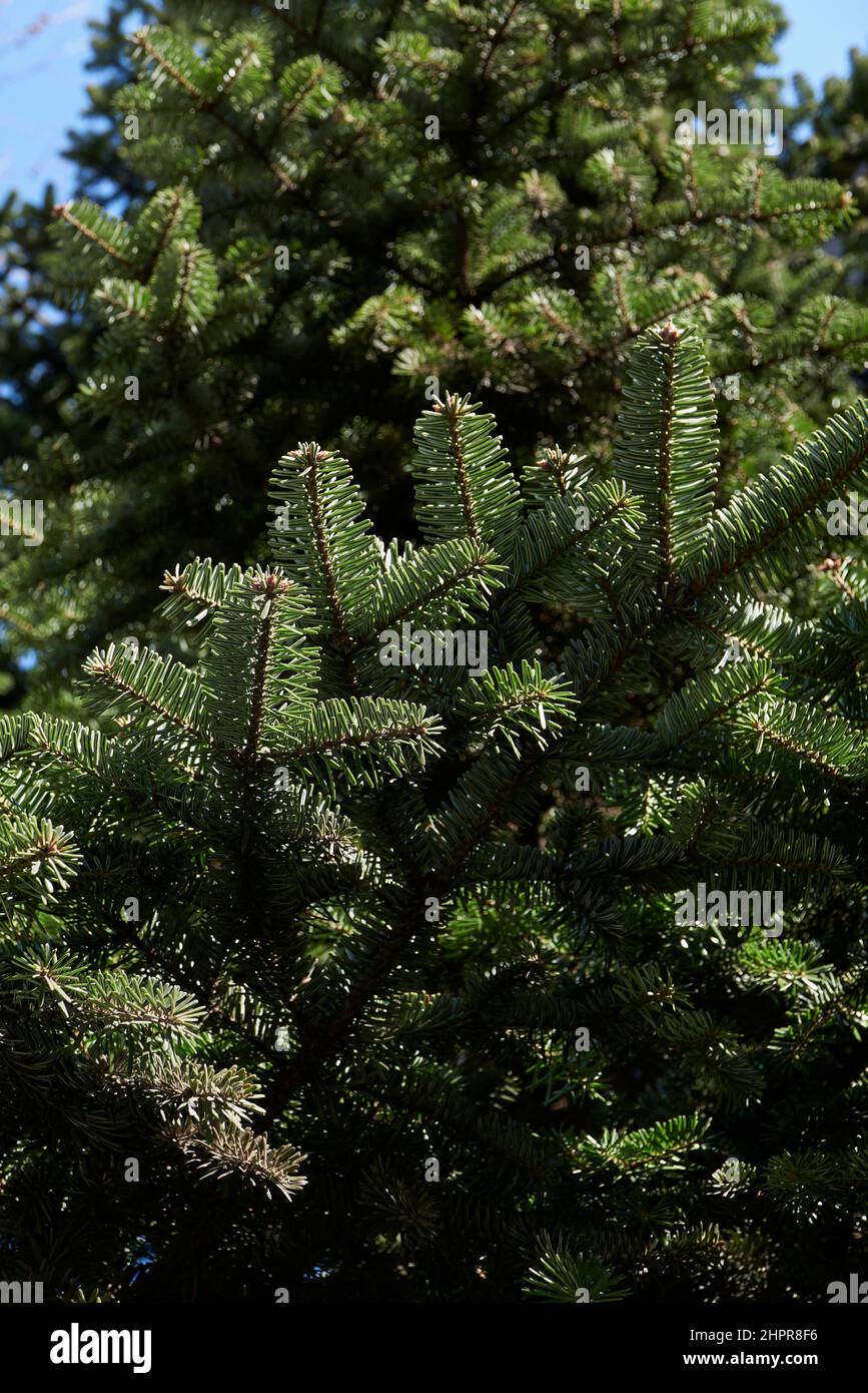 Abies alba branch and trunk close up Stock Photo