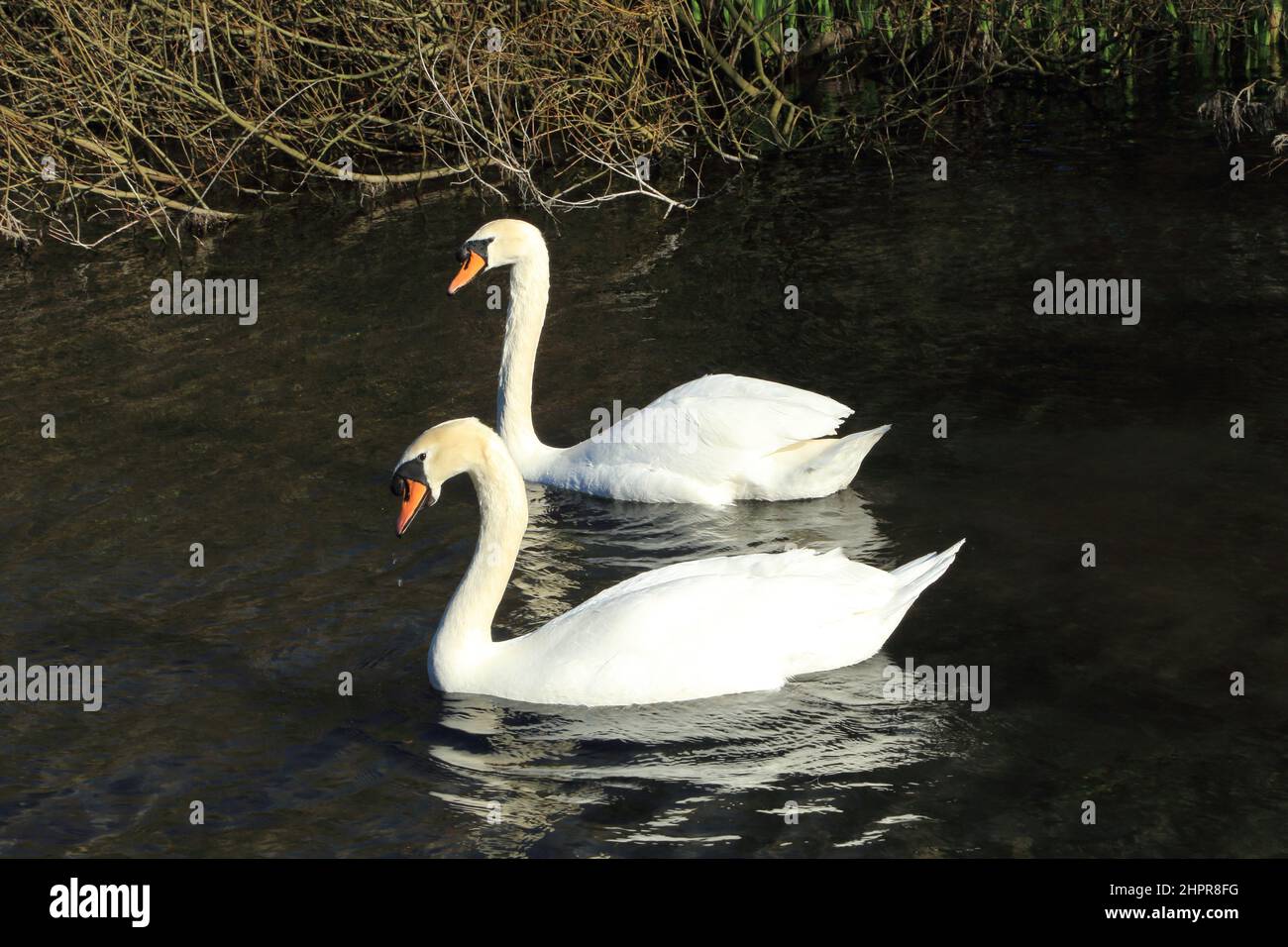 Swans on River Dour at Crabble Mill, Lower Road, River, Dover, Kent
