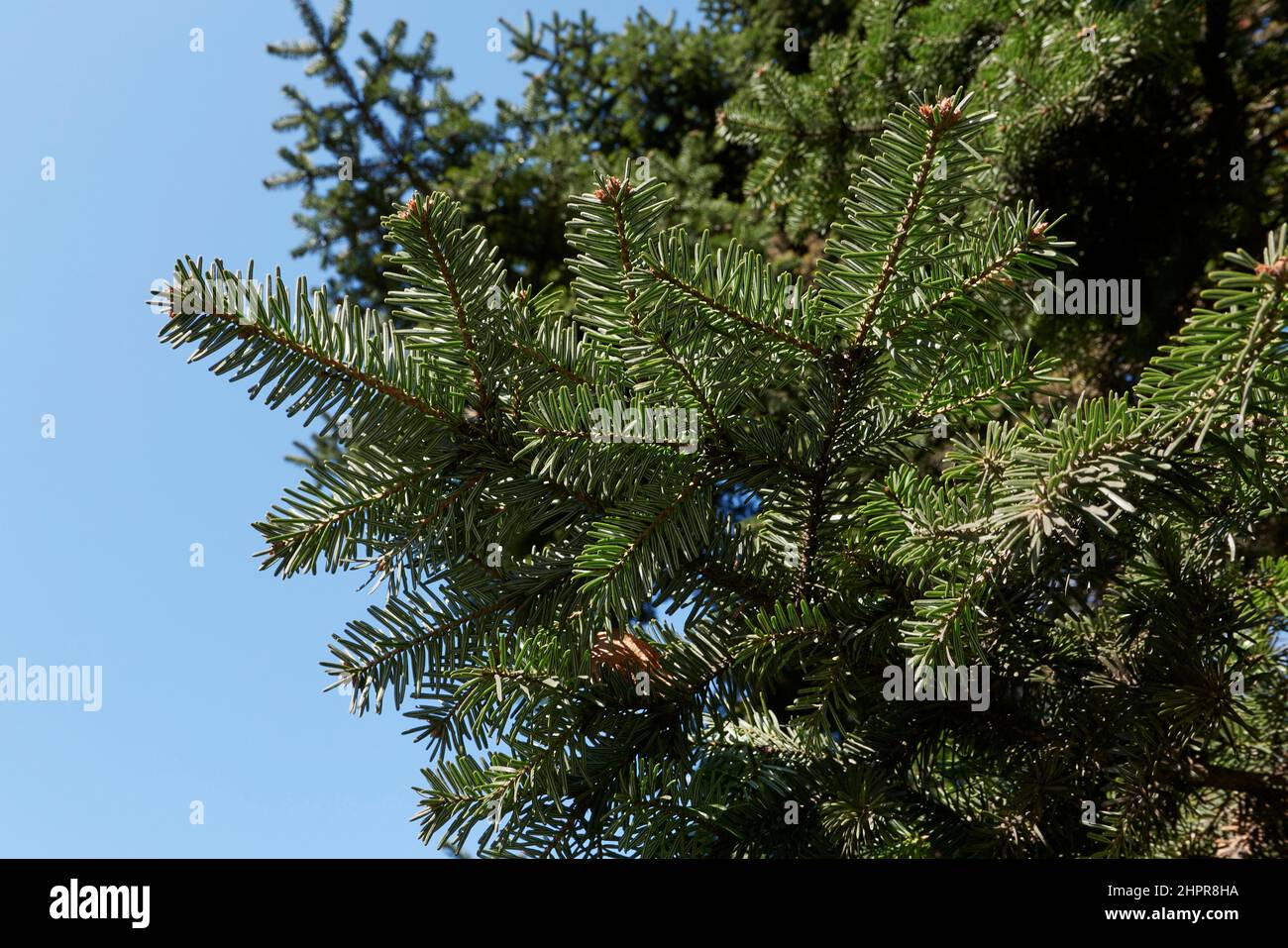Abies alba branch and trunk close up Stock Photo - Alamy