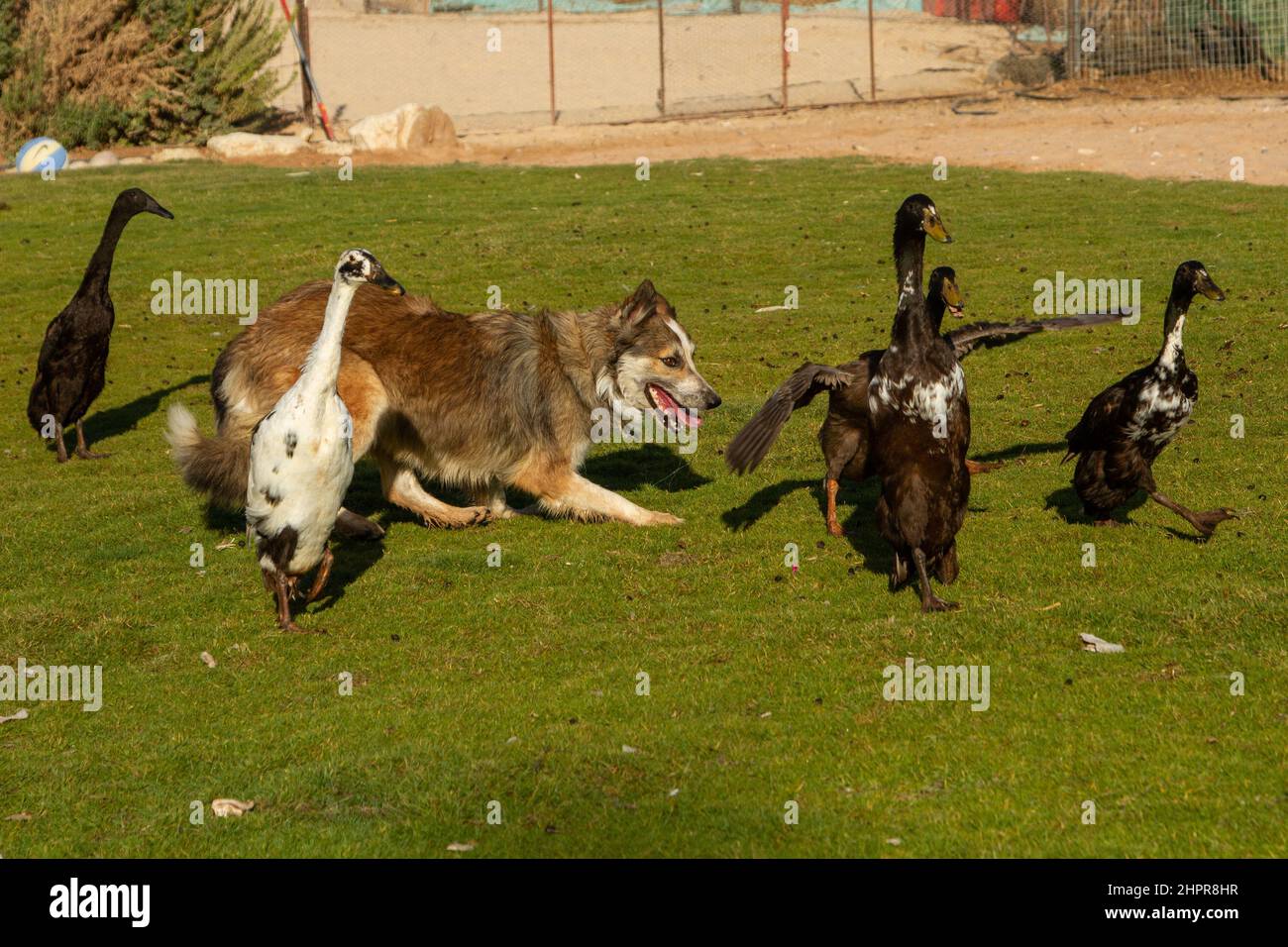 Farm Dog herding Geese Stock Photo
