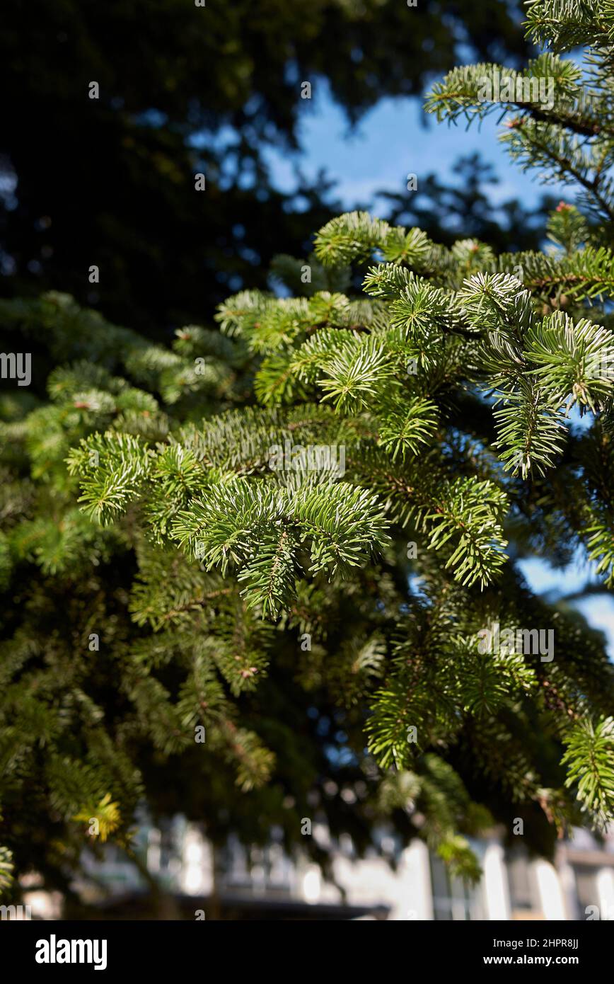 Abies alba branch and trunk close up Stock Photo - Alamy