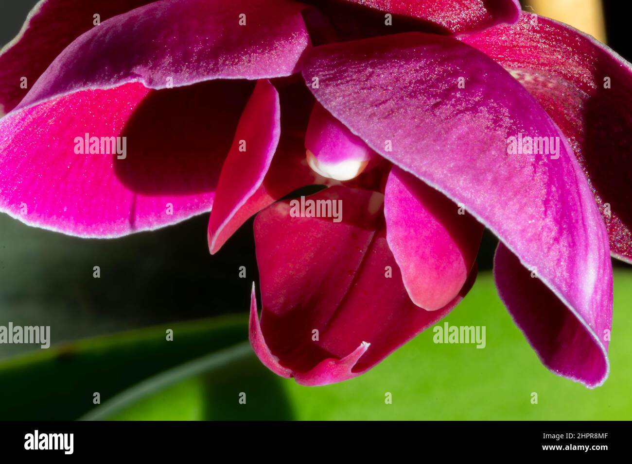 Blooming purple Phalaenopsis orchid flower. Close up. Beautiful details of tropical floral visuals Stock Photo