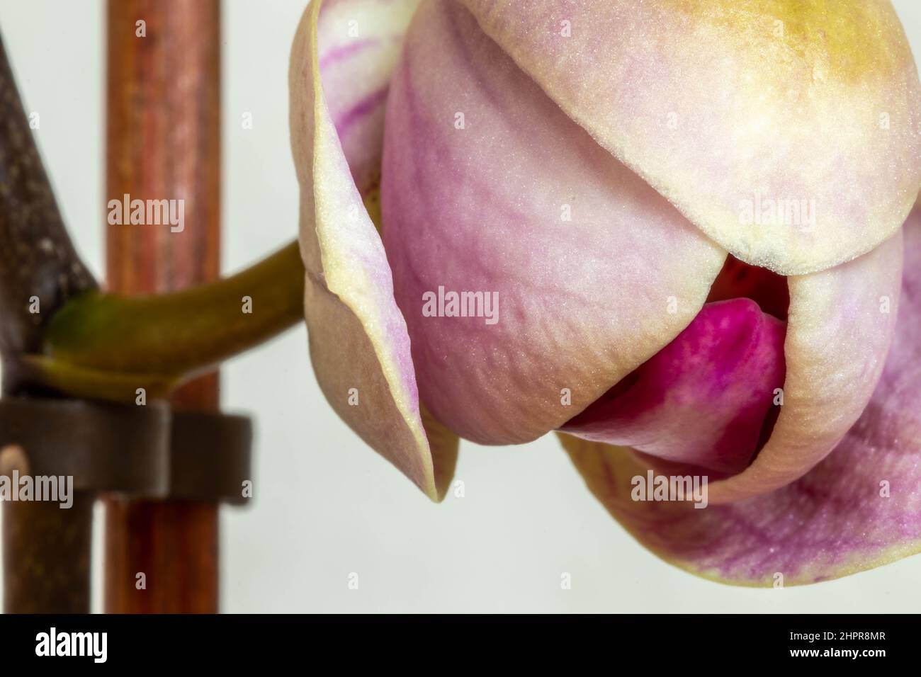 Blooming purple Phalaenopsis orchid flower. Close up. Beautiful details of tropical floral visuals Stock Photo