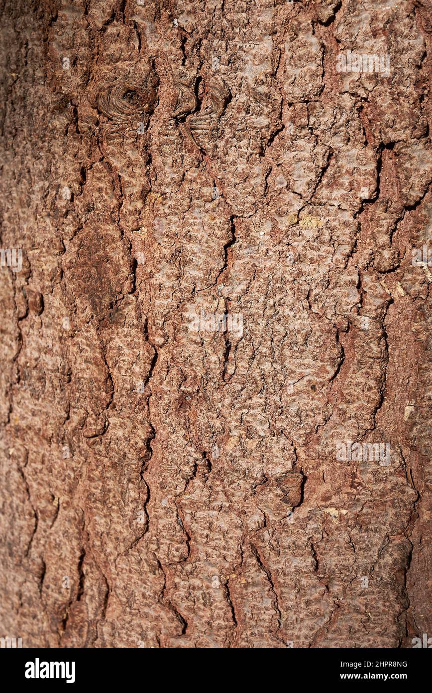 Abies alba hi-res stock photography and images - Alamy