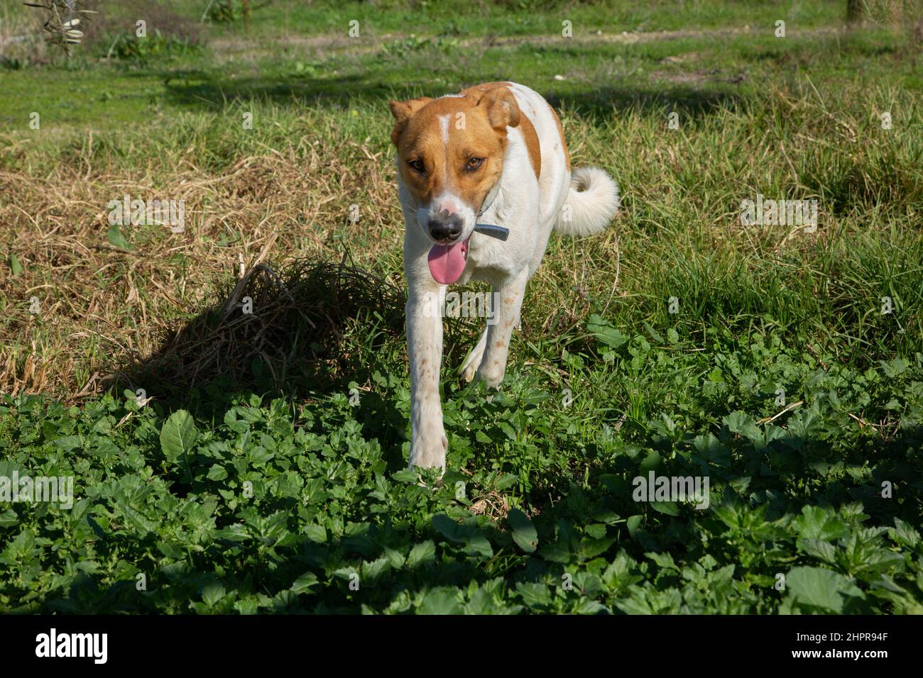 Playful dog playing outdoors, runs on the lawn Stock Photo
