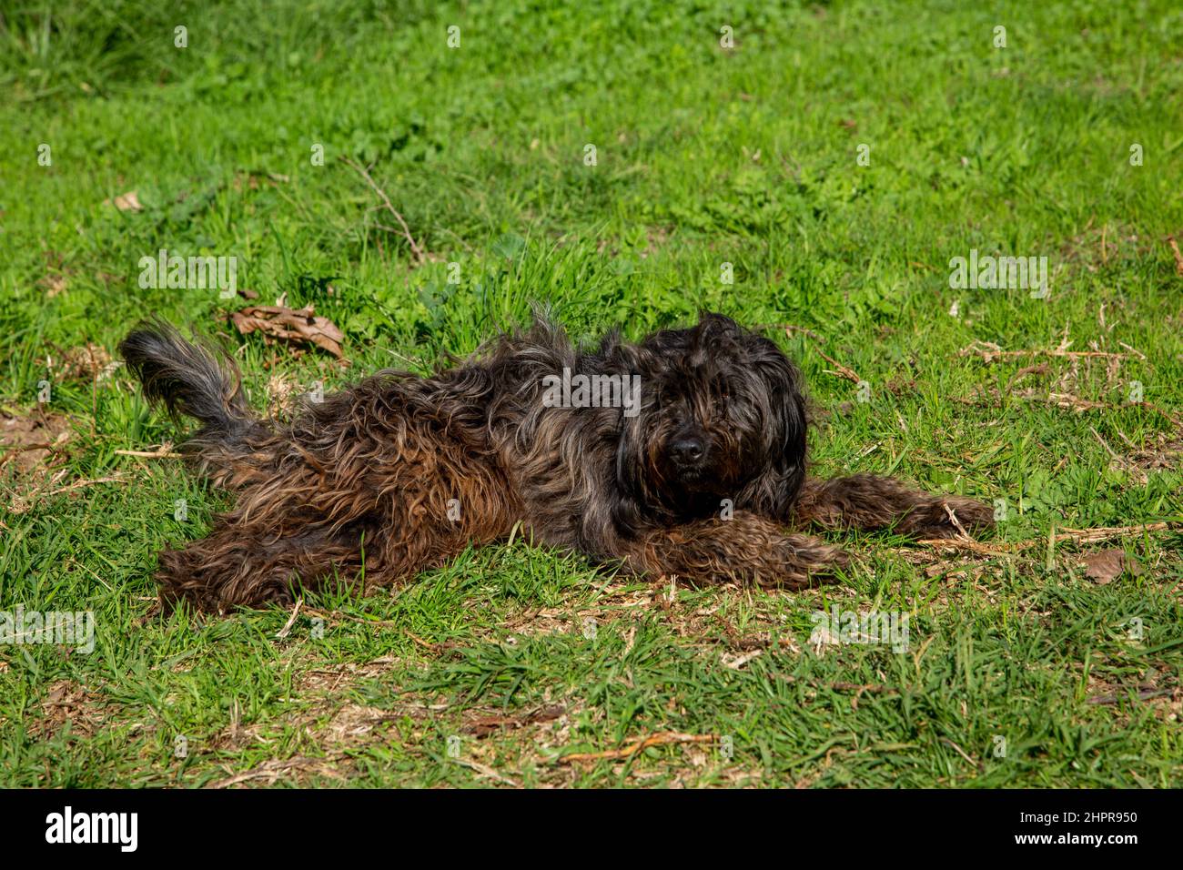 Playful dog playing outdoors, runs on the lawn Stock Photo